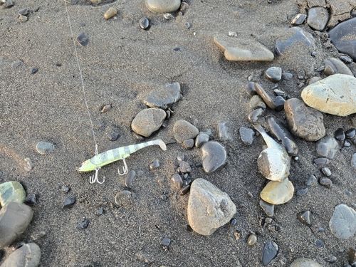 クサフグの釣果