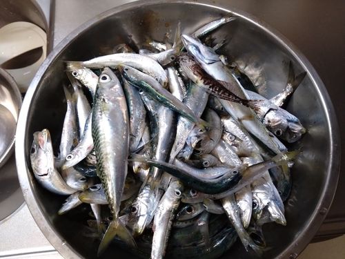 イワシの釣果