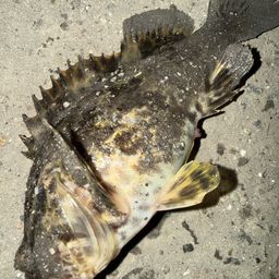 タケノコメバル