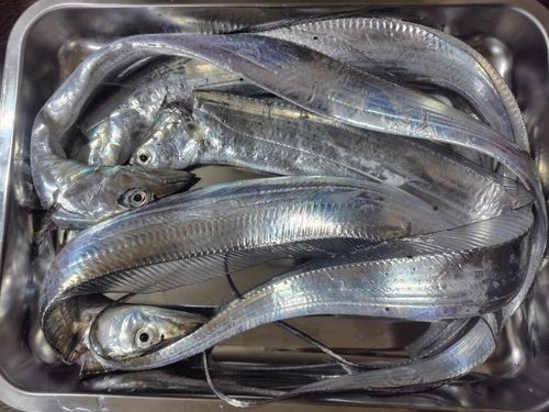 タチウオの釣果