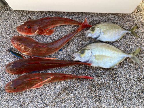 ホウボウの釣果