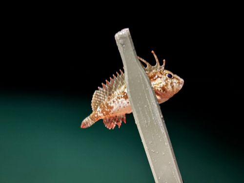 ハオコゼの釣果