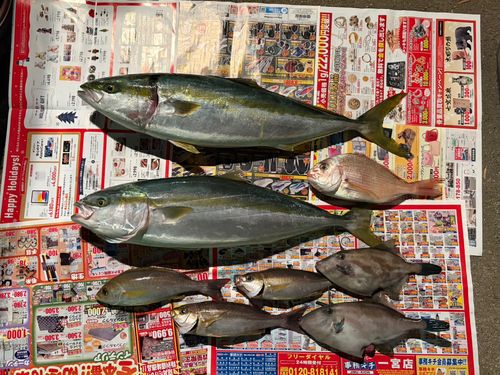 ハマチの釣果