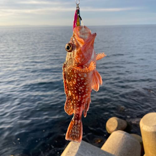 キジハタの釣果