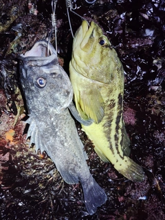 シマソイの釣果
