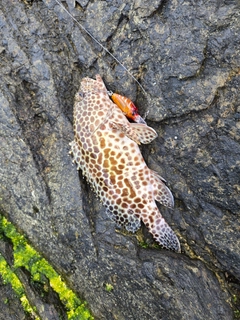 カンモンハタの釣果