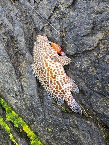 カンモンハタの釣果