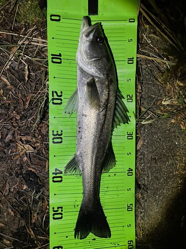 マルスズキの釣果