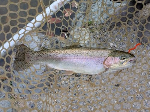 ベリーパーク in FISH ON! 王禅寺