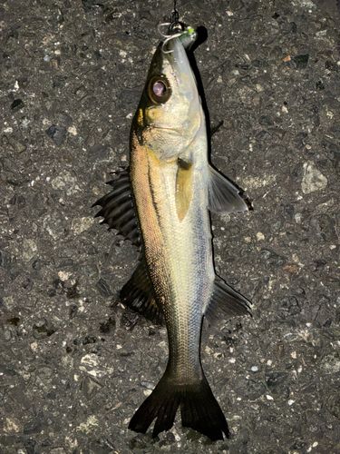 セイゴ（タイリクスズキ）の釣果