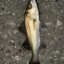 セイゴ（タイリクスズキ）