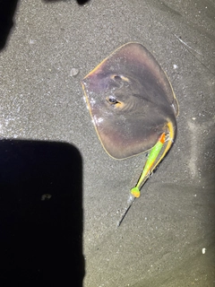 アカエイの釣果