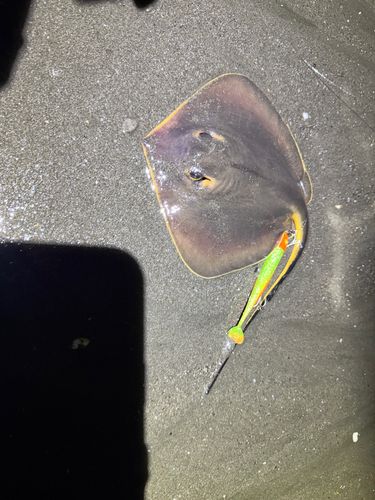 新舞子海岸（富津）