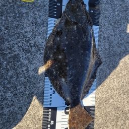 ヒラメ