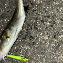 セイゴ（タイリクスズキ）