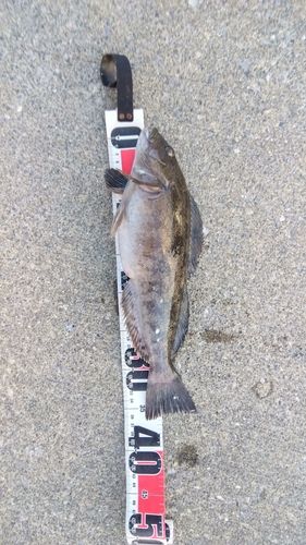 アイナメの釣果