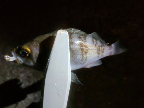 アカメバルの釣果