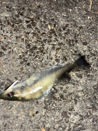 セイゴ（タイリクスズキ）の釣果