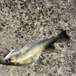 セイゴ（タイリクスズキ）