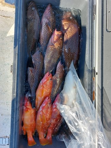 オオモンハタの釣果