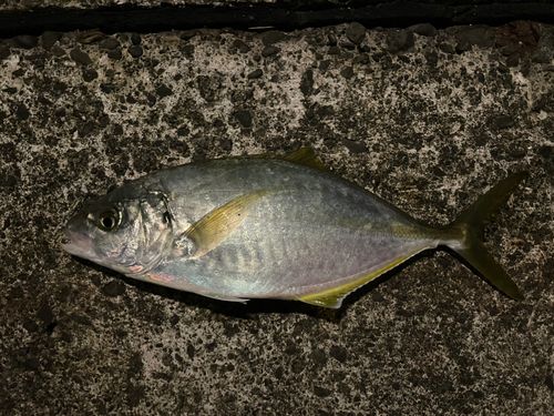 シマアジの釣果