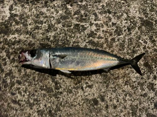 ゴマサバの釣果