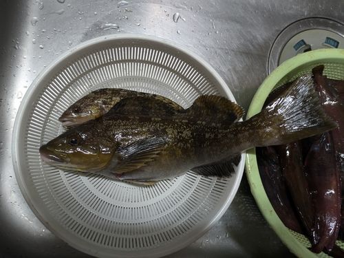 アイナメの釣果