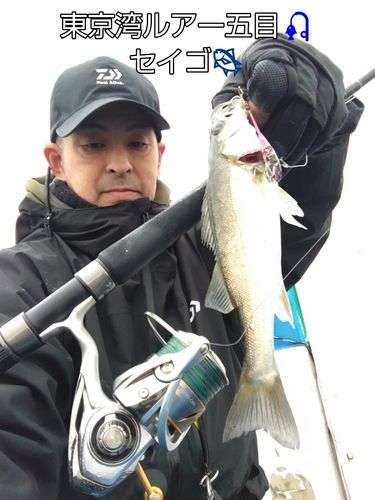 セイゴ（タイリクスズキ）の釣果