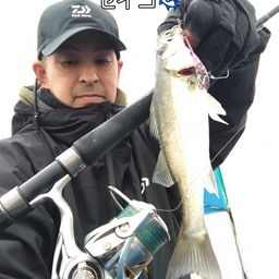 セイゴ（タイリクスズキ）