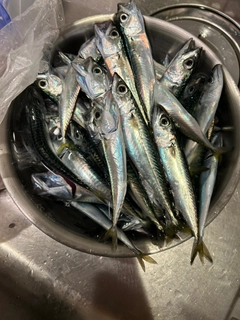 サバの釣果