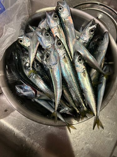 サバの釣果