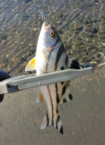 コトヒキの釣果