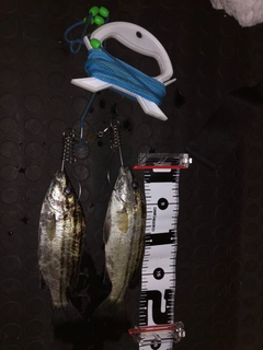 シマイサキの釣果