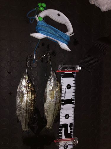 シマイサキの釣果