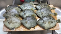 カワハギの釣果