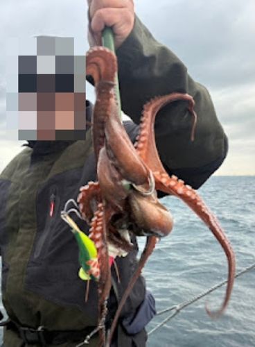 タコの釣果
