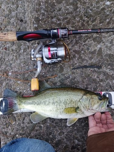 ラージマウスバスの釣果
