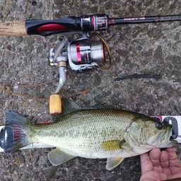 ラージマウスバス