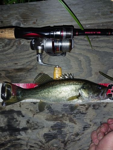 ラージマウスバスの釣果