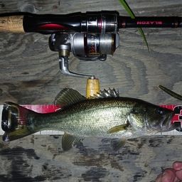 ラージマウスバス