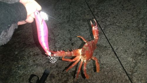 カニの釣果