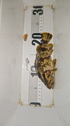 タケノコメバルの釣果