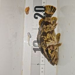 タケノコメバル