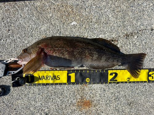 アイナメの釣果