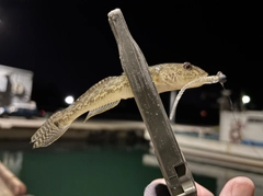 マハゼの釣果