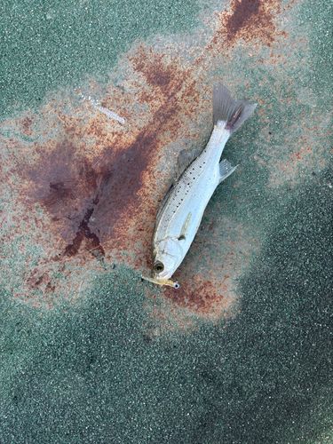 セイゴ（マルスズキ）の釣果