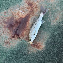 セイゴ（マルスズキ）