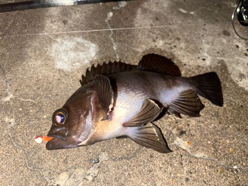 メバルの釣果
