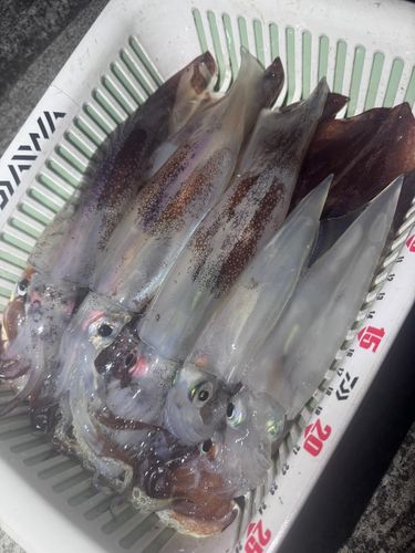 スルメイカの釣果