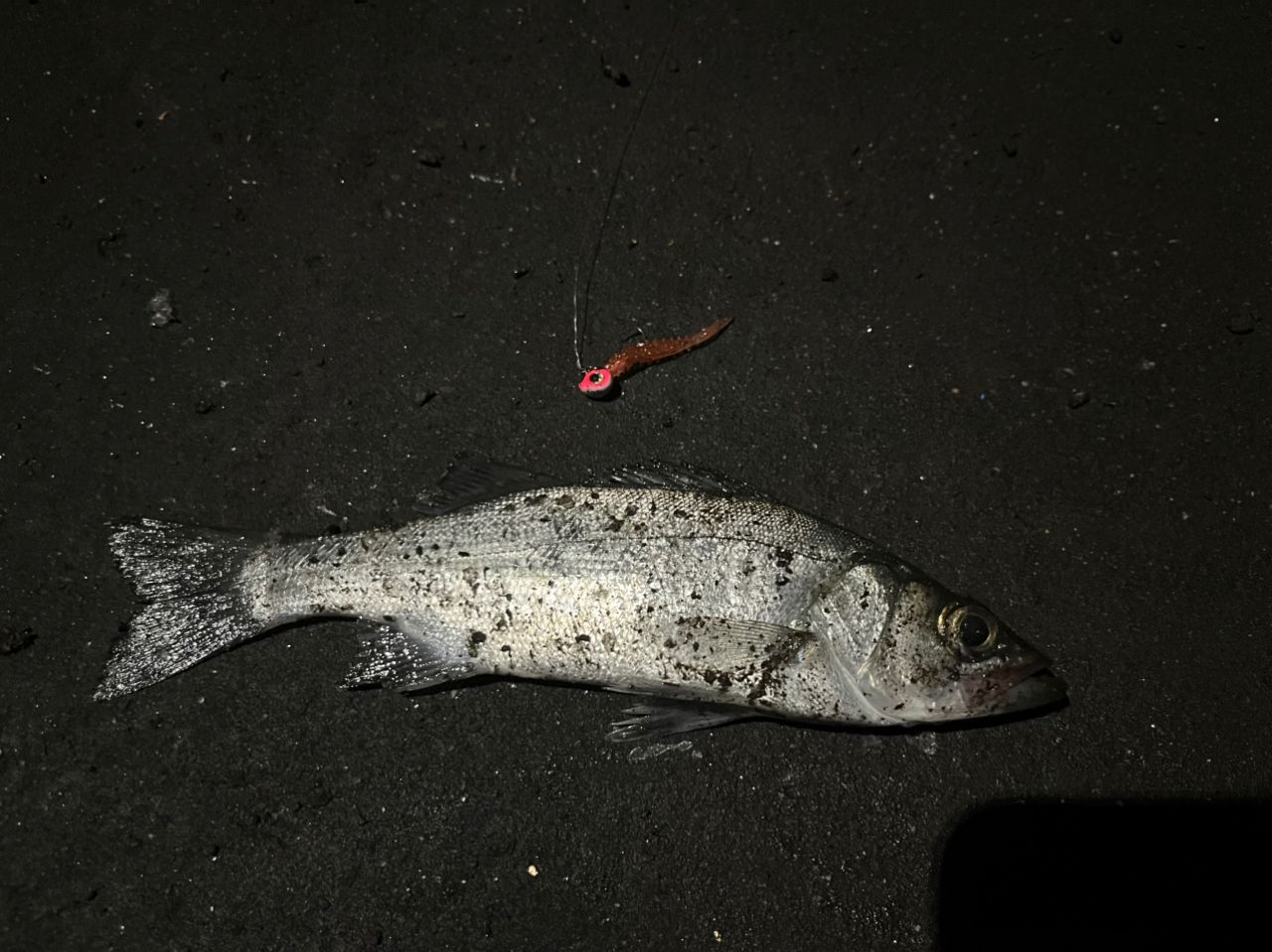 セイゴ（ヒラスズキ）